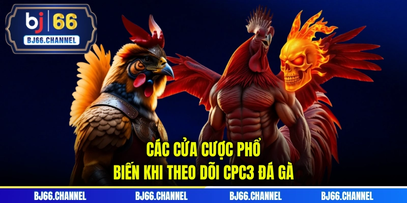 Các cửa cược phổ biến khi theo dõi CPC3 đá gà