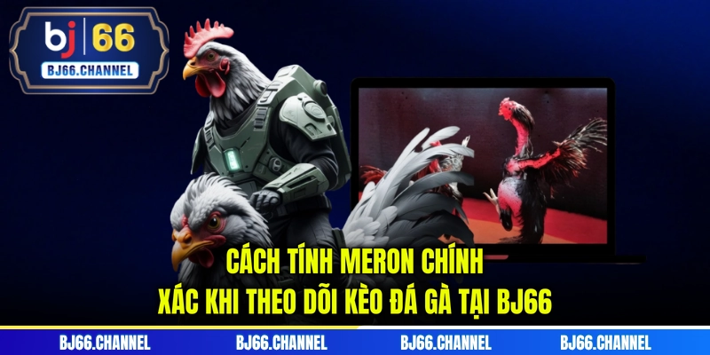 Cách tính Meron chính xác khi theo dõi kèo đá gà tại BJ66