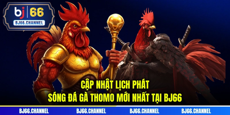 Cập nhật lịch phát sóng đá gà Thomo mới nhất tại BJ66