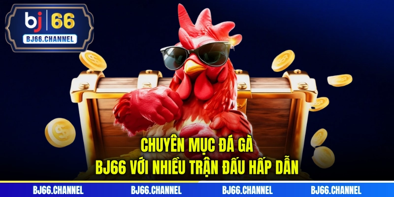Chuyên mục đá gà BJ66 với nhiều trận đấu hấp dẫn