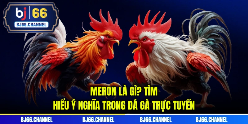 Meron là gì? Tìm hiểu ý nghĩa trong đá gà trực tuyến
