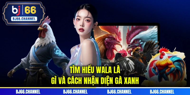 Tìm hiểu Wala là gì và cách nhận diện gà xanh