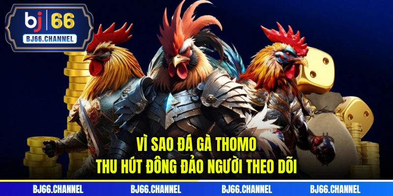 Vì sao đá gà Thomo thu hút đông đảo người theo dõi